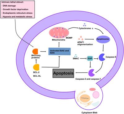 Advances in mitophagy and mitochondrial apoptosis pathway-related drugs in glioblastoma treatment
